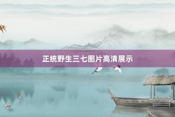 正统野生三七图片高清展示