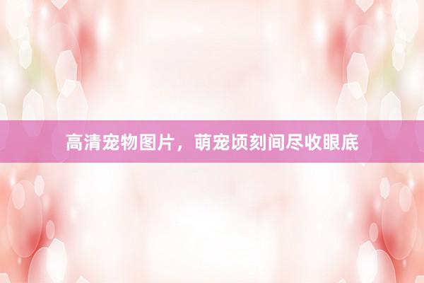 高清宠物图片，萌宠顷刻间尽收眼底